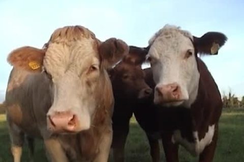 A legal age teenager Masturbates Outside In A Field