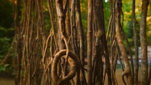 Men: Uncovering Island Secrets, One Dick at a Time